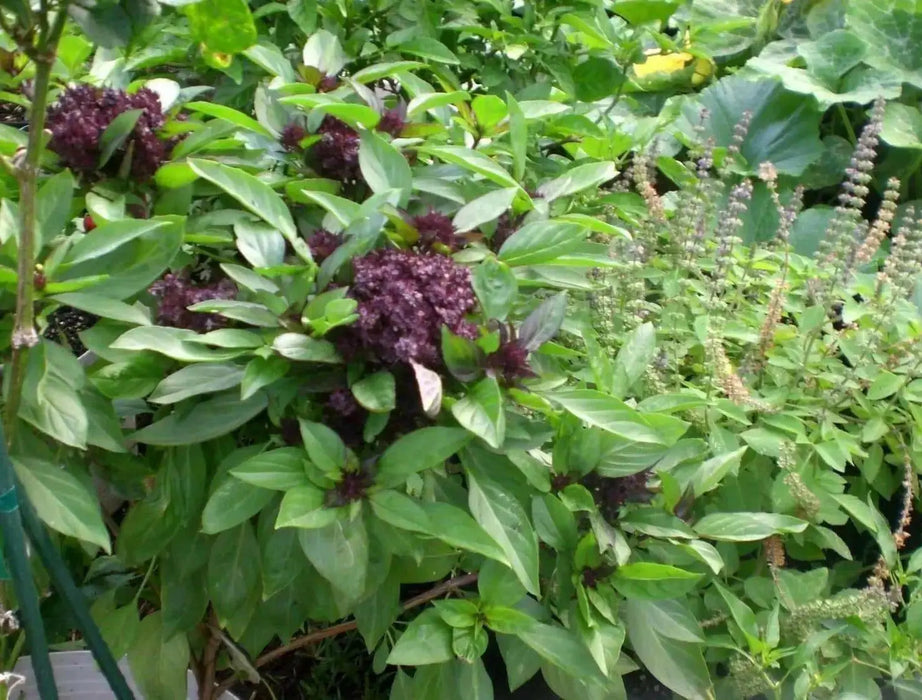 Thai Basil~Herb Seeds, Asian Vegetable - Caribbean garden seed