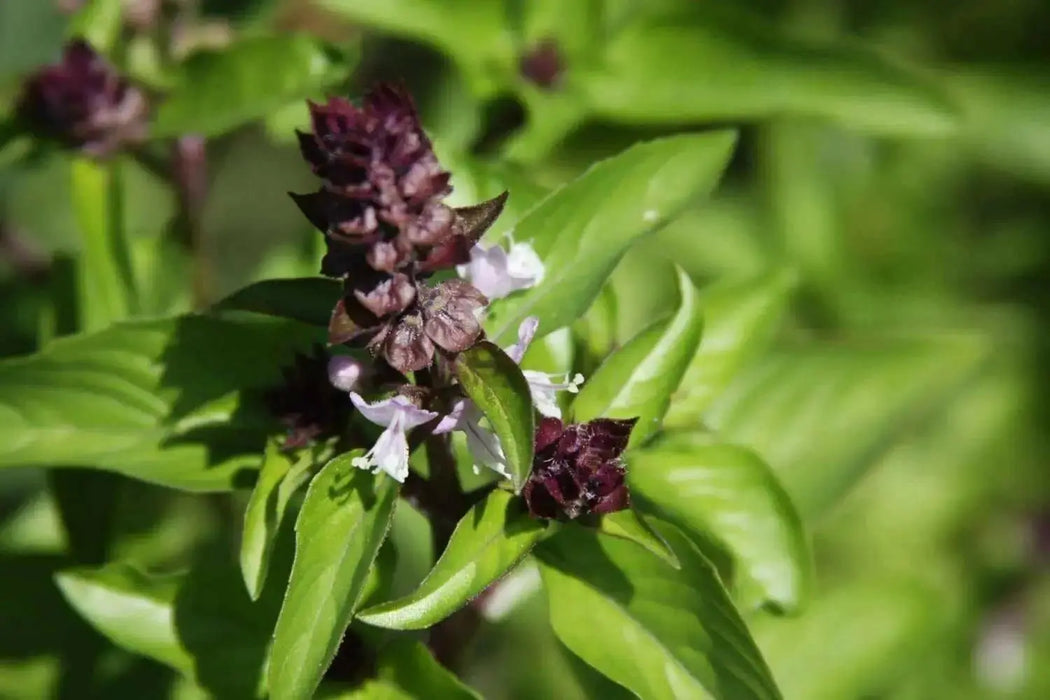 Thai Basil~Herb Seeds, Asian Vegetable - Caribbean garden seed