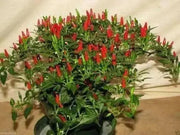 Thai Sun Hot Pepper -10 Seeds,Capsicum annuum, ASIAN VEGETABLE - Caribbean garden seed