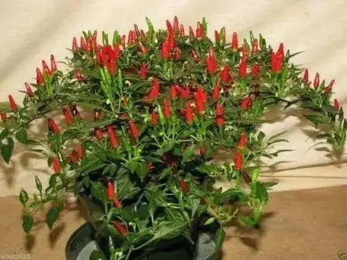 Thai Sun Hot Pepper -10 Seeds,Capsicum annuum, ASIAN VEGETABLE - Caribbean garden seed