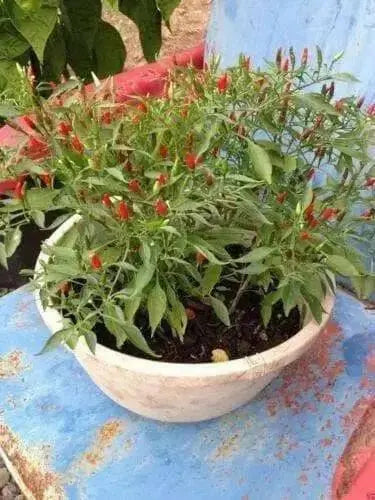 Thai Sun Hot Pepper -10 Seeds,Capsicum annuum, ASIAN VEGETABLE - Caribbean garden seed