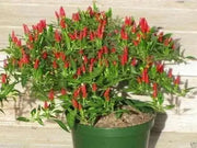 Thai Sun Hot Pepper -10 Seeds,Capsicum annuum, ASIAN VEGETABLE - Caribbean garden seed