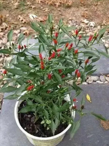 Thai Sun Hot Pepper -10 Seeds,Capsicum annuum, ASIAN VEGETABLE - Caribbean garden seed
