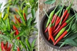 THAI RED HOT ,CHILI PEPPER SEEDS,Capsicum annuum, ASIAN VEGETABLE - Caribbean garden seed