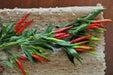 THAI RED HOT ,CHILI PEPPER SEEDS,Capsicum annuum, ASIAN VEGETABLE - Caribbean garden seed
