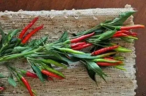 THAI RED HOT ,CHILI PEPPER SEEDS,Capsicum annuum, ASIAN VEGETABLE - Caribbean garden seed