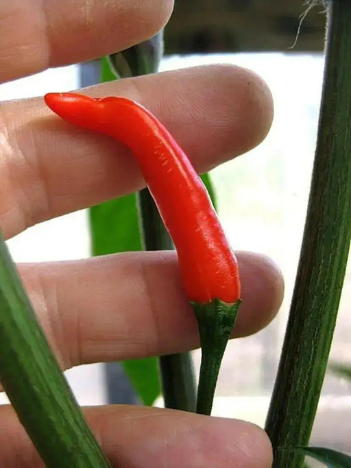 Thai Bangkok Upright  Pepper, Hot (Capsicum annuum) Asian Vegetable - Caribbean garden seed