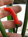 Thai Bangkok Upright  Pepper, Hot (Capsicum annuum) Asian Vegetable - Caribbean garden seed