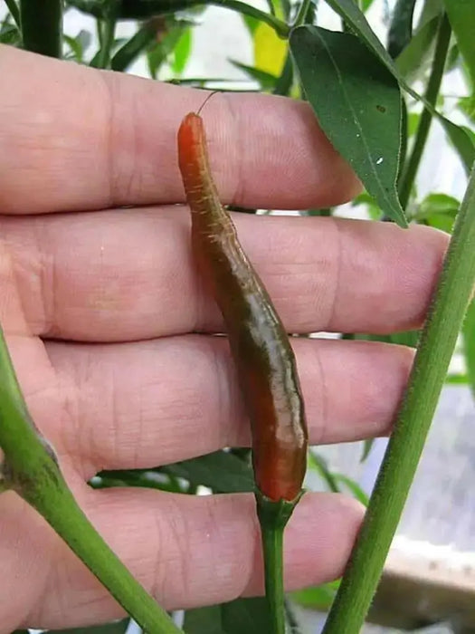 Thai Bangkok Upright  Pepper, Hot (Capsicum annuum) Asian Vegetable - Caribbean garden seed