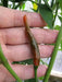 Thai Bangkok Upright  Pepper, Hot (Capsicum annuum) Asian Vegetable - Caribbean garden seed