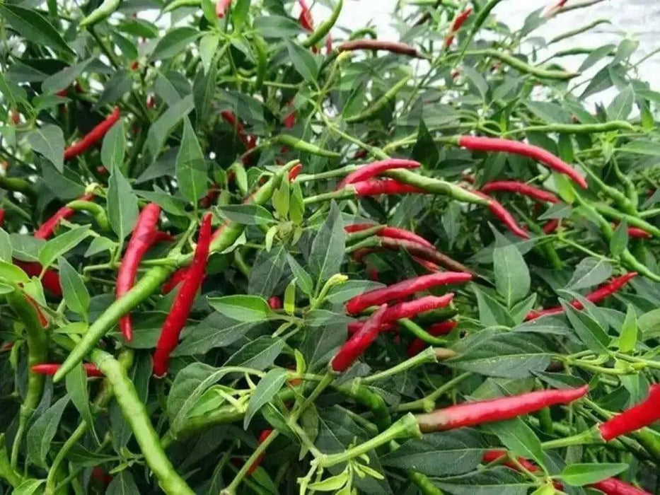 Thai Bangkok Upright  Pepper, Hot (Capsicum annuum) Asian Vegetable - Caribbean garden seed