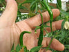 Thai Bangkok Upright  Pepper, Hot (Capsicum annuum) Asian Vegetable - Caribbean garden seed