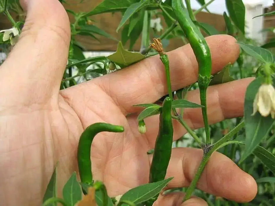 Thai Bangkok Upright  Pepper, Hot (Capsicum annuum) Asian Vegetable - Caribbean garden seed