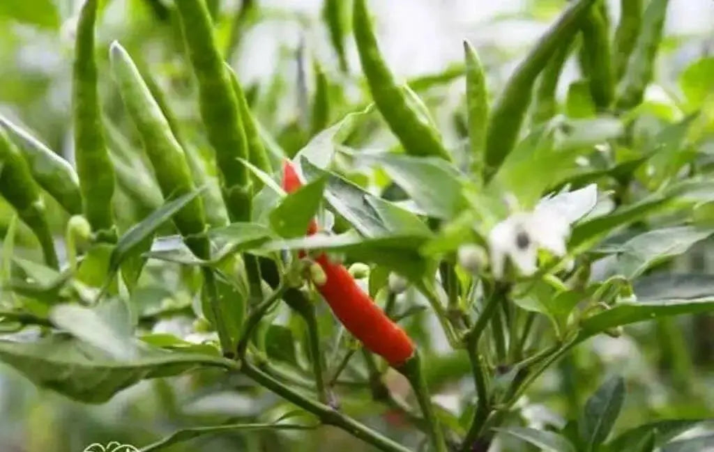 Thai Bangkok Upright  Pepper, Hot (Capsicum annuum) Asian Vegetable - Caribbean garden seed