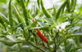 Thai Bangkok Upright  Pepper, Hot (Capsicum annuum) Asian Vegetable - Caribbean garden seed