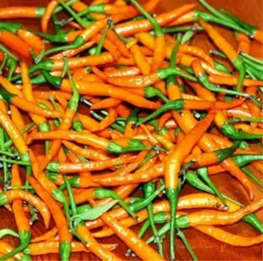 Thai Orange, hot Pepper Seeds ( Capsicum annuum )ASIAN VEGETABLE - Caribbean garden seed