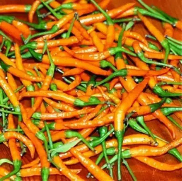 Thai Orange, hot Pepper Seeds ( Capsicum annuum )ASIAN VEGETABLE - Caribbean garden seed