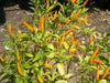 Thai Orange, hot Pepper Seeds ( Capsicum annuum )ASIAN VEGETABLE - Caribbean garden seed