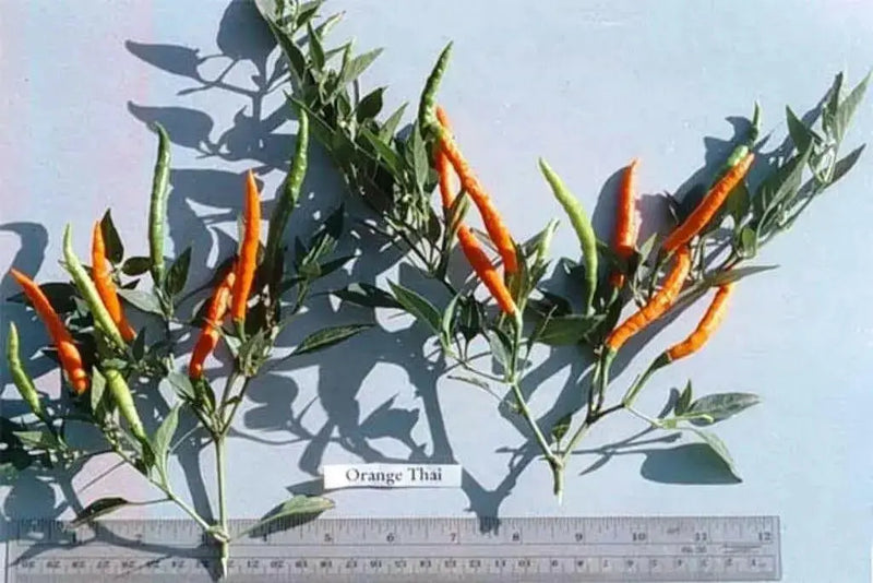 Thai Orange, hot Pepper Seeds ( Capsicum annuum )ASIAN VEGETABLE - Caribbean garden seed