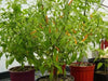 Thai Orange, hot Pepper Seeds ( Capsicum annuum )ASIAN VEGETABLE - Caribbean garden seed