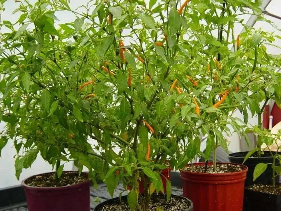 Thai Orange, hot Pepper Seeds ( Capsicum annuum )ASIAN VEGETABLE - Caribbean garden seed