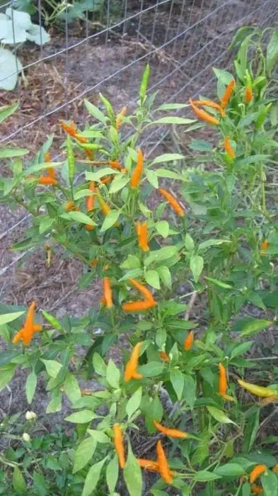 Thai Orange, hot Pepper Seeds ( Capsicum annuum )ASIAN VEGETABLE - Caribbean garden seed