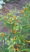 Thai Orange, hot Pepper Seeds ( Capsicum annuum )ASIAN VEGETABLE - Caribbean garden seed