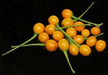 TEPIN AMARILLO, PEPPER SEEDS ,Capsicum annuum, SUPERHOT - Caribbean garden seed