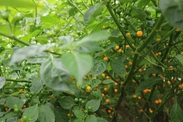 TEPIN AMARILLO, PEPPER SEEDS ,Capsicum annuum, SUPERHOT - Caribbean garden seed