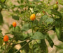 TEPIN AMARILLO, PEPPER SEEDS ,Capsicum annuum, SUPERHOT - Caribbean garden seed