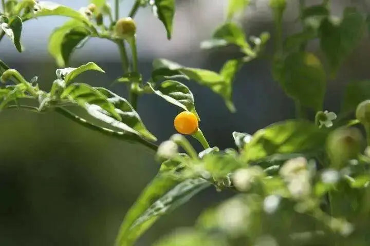 TEPIN AMARILLO, PEPPER SEEDS ,Capsicum annuum, SUPERHOT - Caribbean garden seed