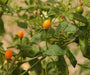TEPIN AMARILLO, PEPPER SEEDS ,Capsicum annuum, SUPERHOT - Caribbean garden seed