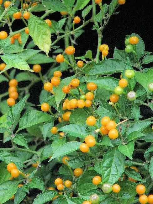 TEPIN AMARILLO, PEPPER SEEDS ,Capsicum annuum, SUPERHOT - Caribbean garden seed