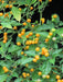 TEPIN AMARILLO, PEPPER SEEDS ,Capsicum annuum, SUPERHOT - Caribbean garden seed