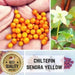 TEPIN AMARILLO, PEPPER SEEDS ,Capsicum annuum, SUPERHOT - Caribbean garden seed