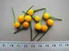 TEPIN AMARILLO, PEPPER SEEDS ,Capsicum annuum, SUPERHOT - Caribbean garden seed