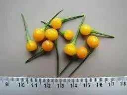 TEPIN AMARILLO, PEPPER SEEDS ,Capsicum annuum, SUPERHOT - Caribbean garden seed
