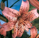 Tiger Lily- lilium Pink, (3 Bulb) Perennial Flowers - Caribbean garden seed