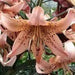 Tiger Lily- lilium Pink, (3 Bulb) Perennial Flowers - Caribbean garden seed