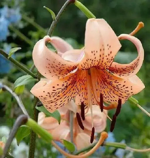 Tiger Lily- Tiger Babies, (3 Bulb/Plants)  Perennial - Caribbean garden seed