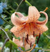 Tiger Lily- Tiger Babies, (3 Bulb/Plants)  Perennial - Caribbean garden seed