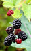 Thornless Boysenberry ‘ Plant - Caribbean garden seed
