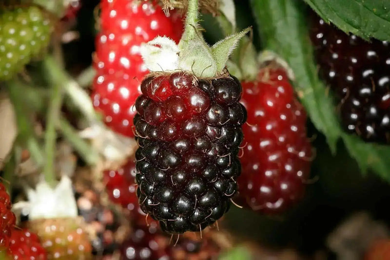 Thornless Boysenberry ‘ Plant - Caribbean garden seed