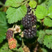 Thornless Boysenberry ‘ Plant - Caribbean garden seed