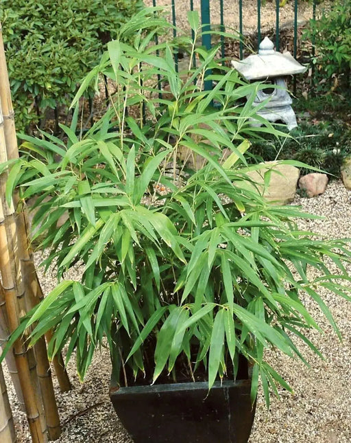 Tiger Grass seeds,Perennial ornamental Grass ! - Caribbean garden seed