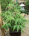 Tiger Grass seeds,Perennial ornamental Grass ! - Caribbean garden seed