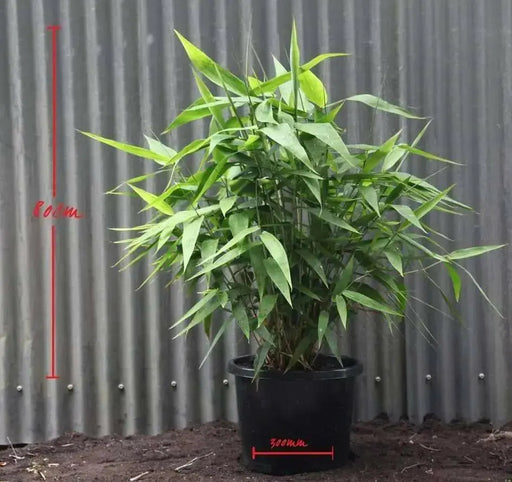 Tiger Grass seeds,Perennial ornamental Grass ! - Caribbean garden seed