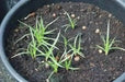 Tiger Grass seeds,Perennial ornamental Grass ! - Caribbean garden seed