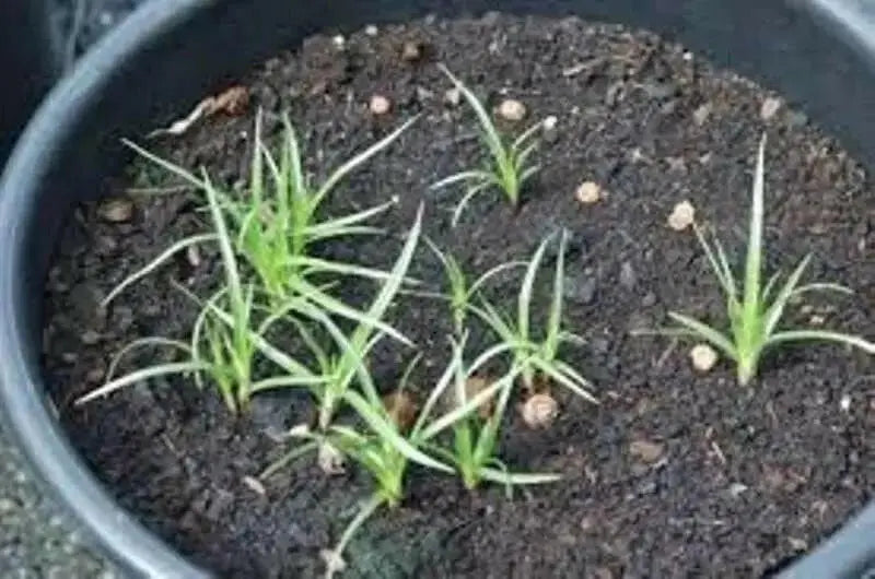 Tiger Grass seeds,Perennial ornamental Grass ! - Caribbean garden seed