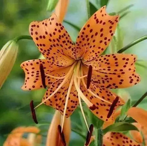 Tiger Lily-Orange, (3 Bulbs) Gorgeous flowers - Caribbean garden seed